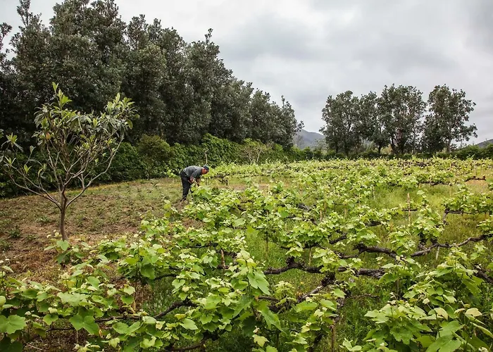 בית נופש Adega Do Mota וילה פראנקה דו קמפו