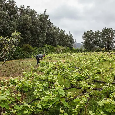 בית נופש Adega Do Mota וילה פראנקה דו קמפו